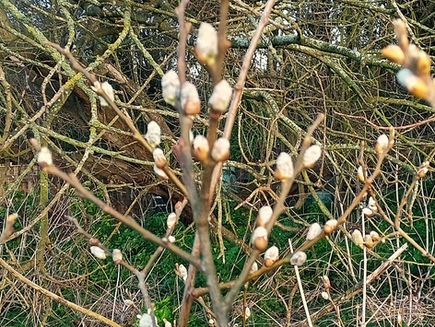 Sunday 15th March 2026 - Tree Damage, Worming Cats and Pussy Willows