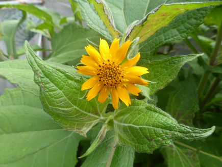 Wednesday 5th November 2025 - All About Our Garden