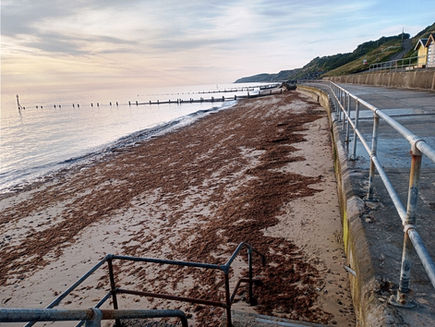 Wednesday 11th August 2021 - The Link Between, Red Seaweed and Amber