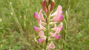 Tuesday 23rd June 2026 – Yard Sale, Summer Wildlife, Flowers and Fungi