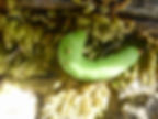 ree