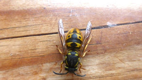 Monday 2nd February 2026 - Longer, Bird Song and Hosting a Queen