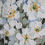 Thumbnail: Japanese anemones