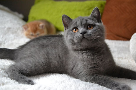 ee01ce4f-d2bc-4593-af28-c541d278501f.jfif