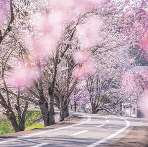 優秀賞　桜のトンネル