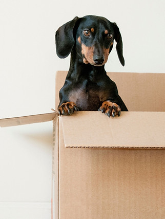 cachorro na caixa de delivery