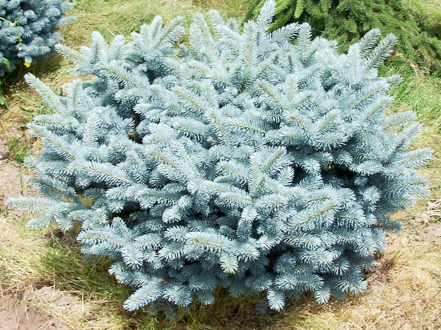 picea pungens (ель колючая) glauca globosa
