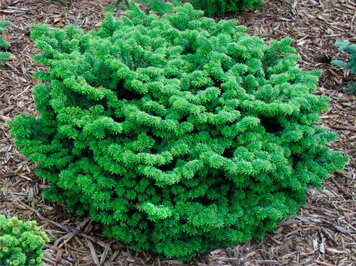 Abies balsamea "Nana" (Пихта бальзамическая "Нана")