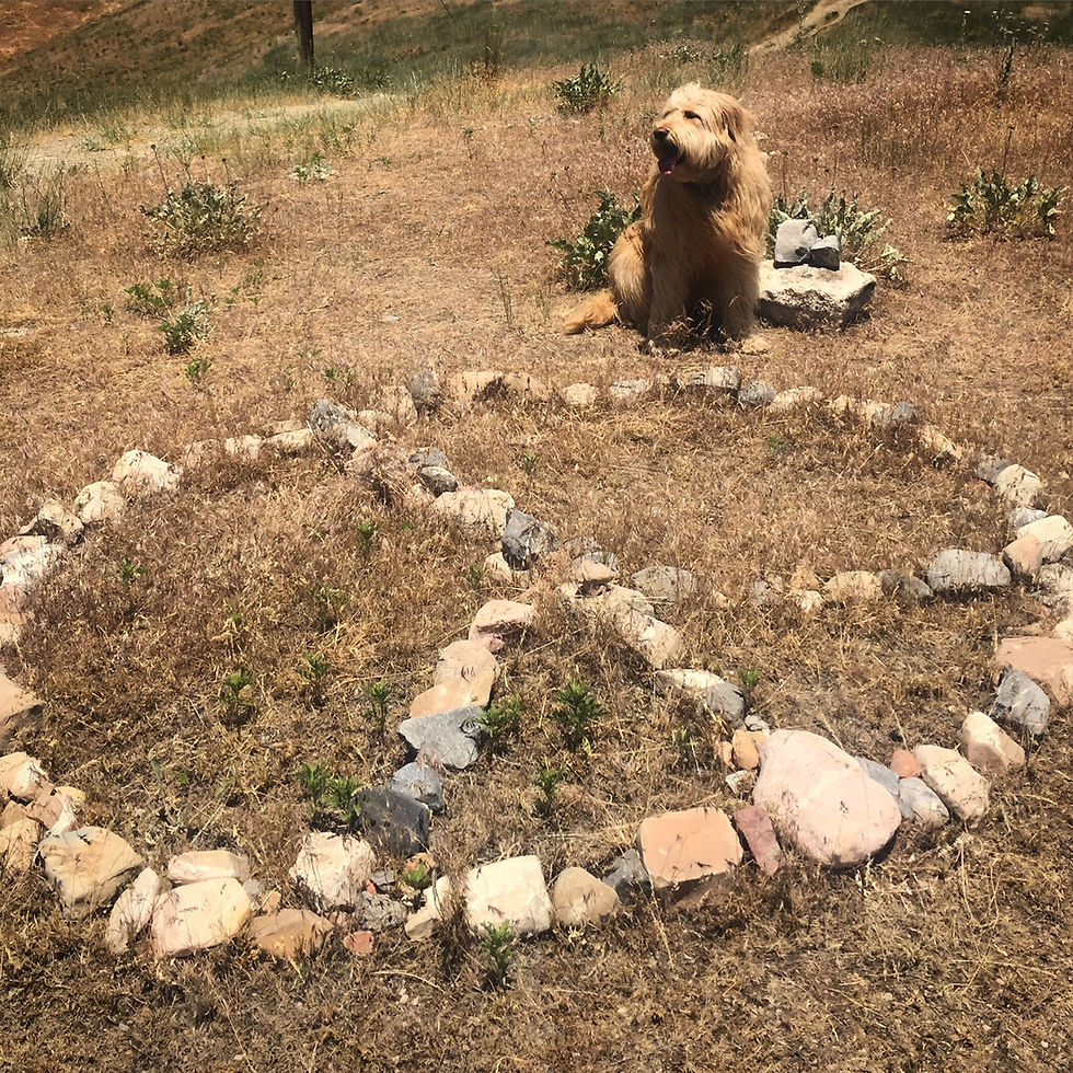 Peace, Love, Happiness and Dogs