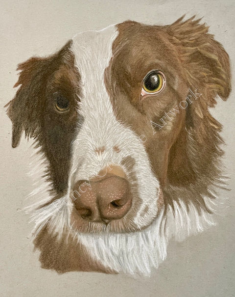 Color portrait of Red and white Australian Shepherd