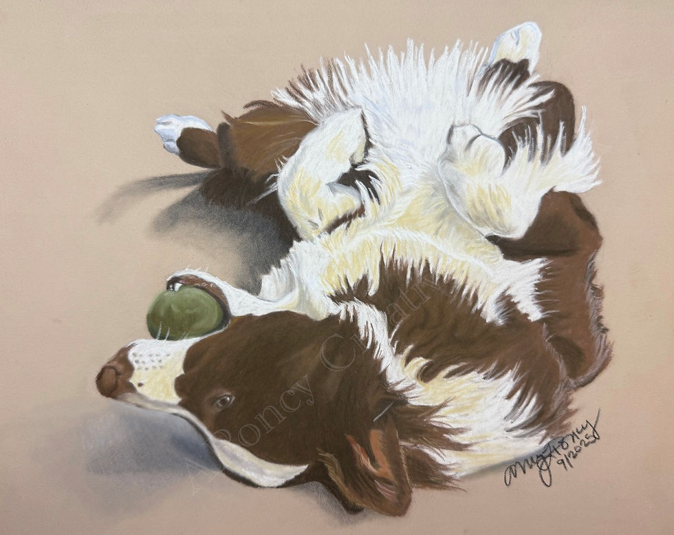Red and White Australian Shepherd laying on back with ball in mouth