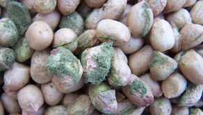 Aflatoxins: Did You Know?