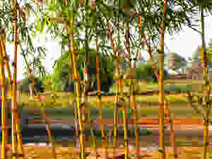 Hesaraghatta Earth Kitchen Homestay conservation nature Bangalore