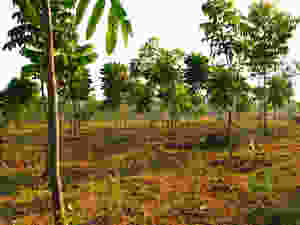 Hesaraghatta Earth Kitchen Homestay conservation nature Bangalore