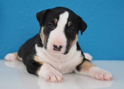 17039056_763304740494116_1409104923140428151_o