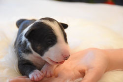 26114309_915467845277804_3644981069300212547_o