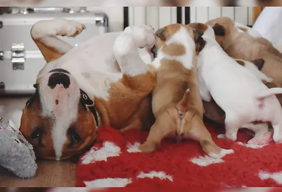 miniatur bullterrier welpen vom hause wilke