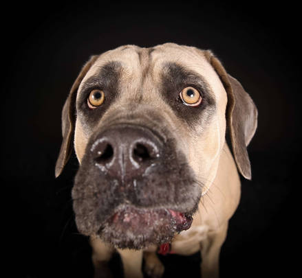 Luxury Dog Pet-Photographer-Los-Angeles-Shiggy-GoShiggyGo