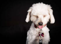 Dog Pet-Photographer-Los-Angeles-Shiggy-GoShiggyGo