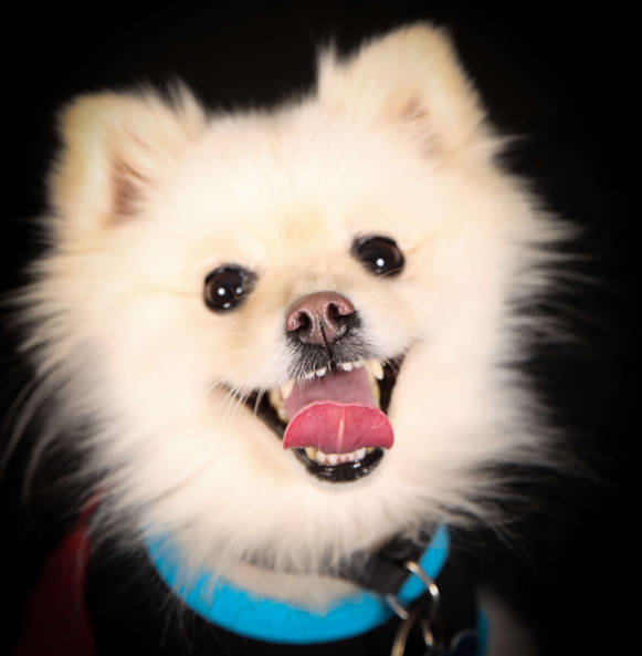 Luxury Dog Pet-Photographer-Los-Angeles-Shiggy-GoShiggyGo