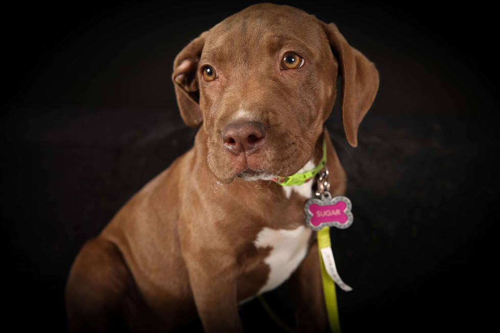 Luxury Dog Pet-Photographer-Los-Angeles-Shiggy-GoShiggyGo