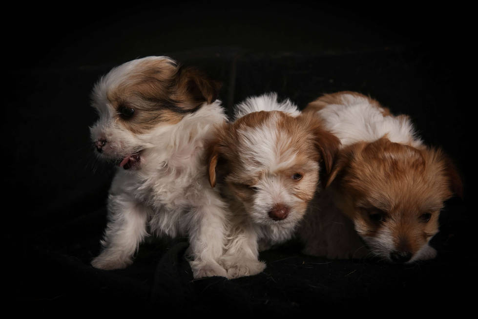 The Best Dog pet photographer Los Angeles GoShiggyGo Shiggy