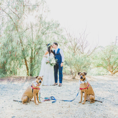 Wedding couple with their two dogs looking at them, Light and airy editing Pet photography at weddings. Los Angeles Wedding Photographer. GoShiggyGo Shiggy