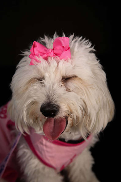 Luxury Dog Pet-Photographer-Los-Angeles-Shiggy-GoShiggyGo