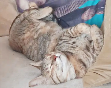 Let Us Sleep