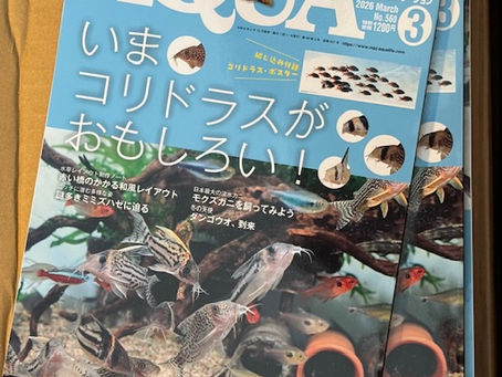 2026/2/6　ｱｸｱﾗｲﾌ入荷！