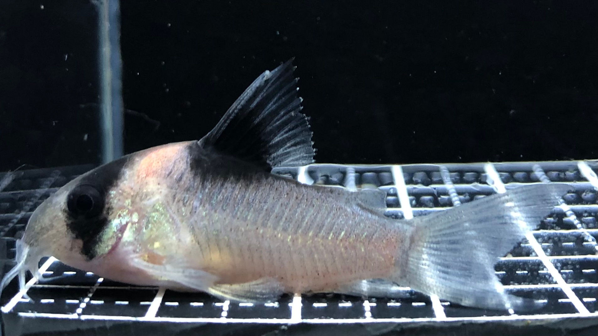 Co.ﾊﾞｰｹﾞｼｰ(国産ﾌﾞﾘｰﾄﾞ)