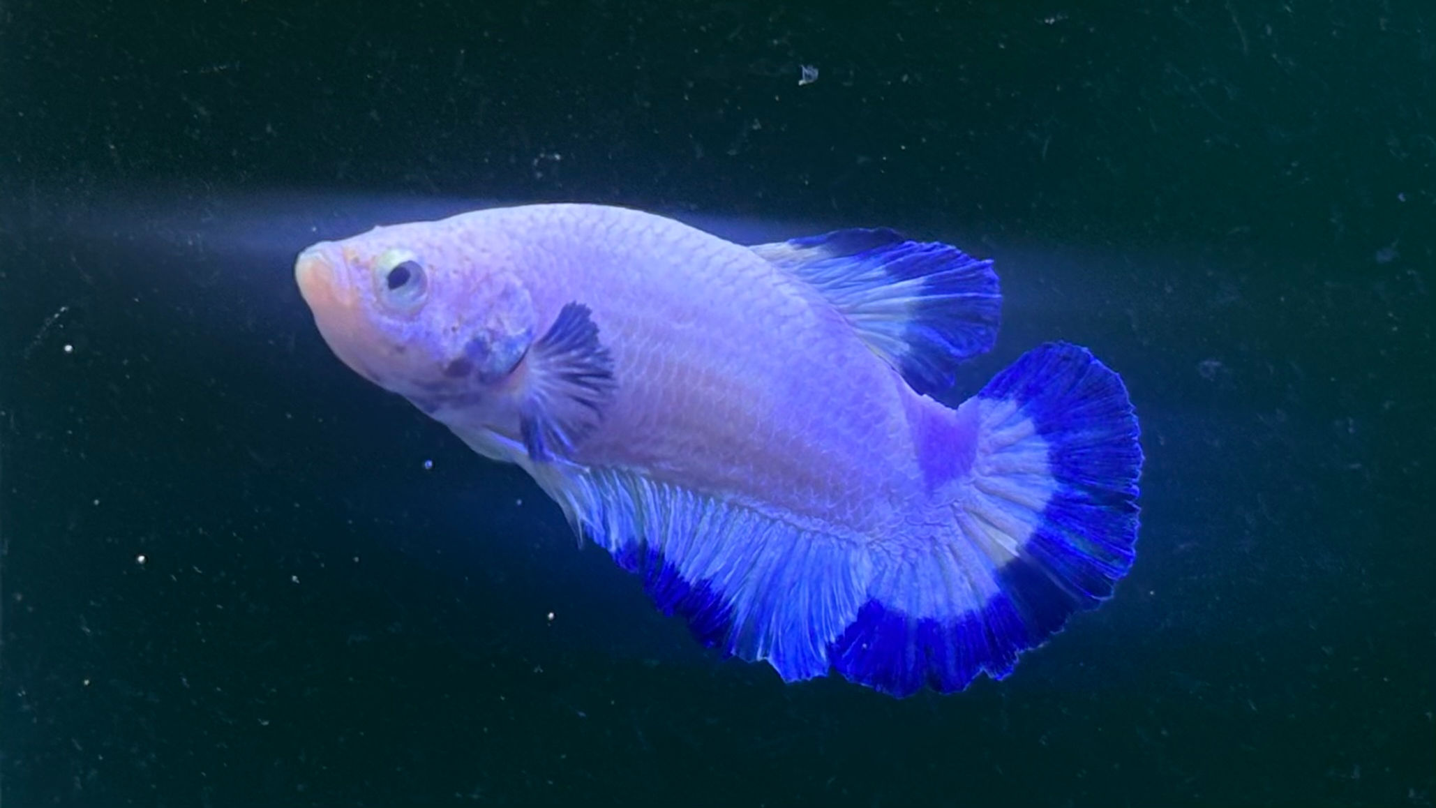 ﾍﾞﾀ　PKHMﾌﾞﾙｰﾘﾑ