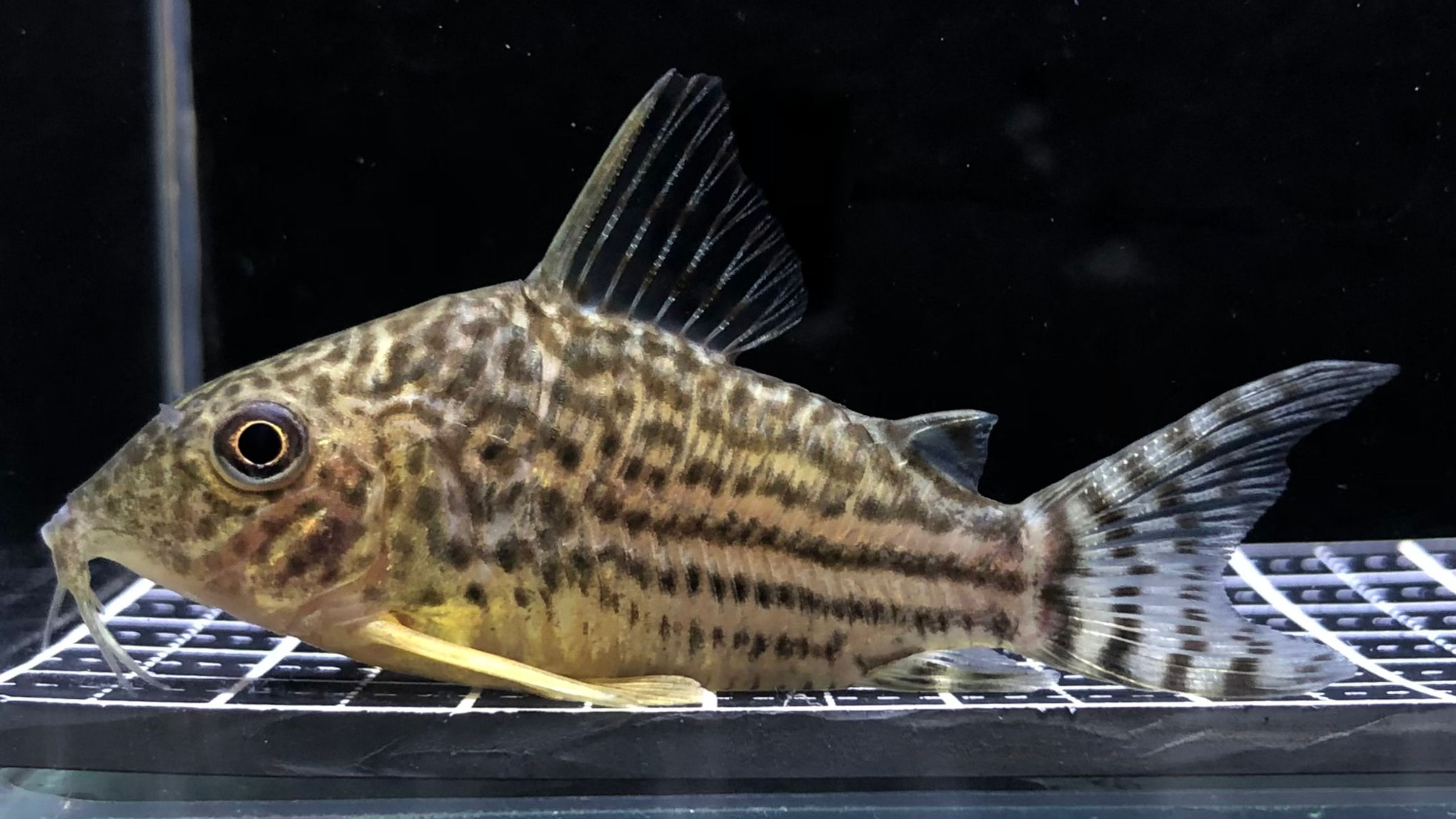 Co.ﾊﾗﾙﾄﾞｼｭﾙﾂｨ(ﾏｯﾄｸﾞﾛｯｿ)