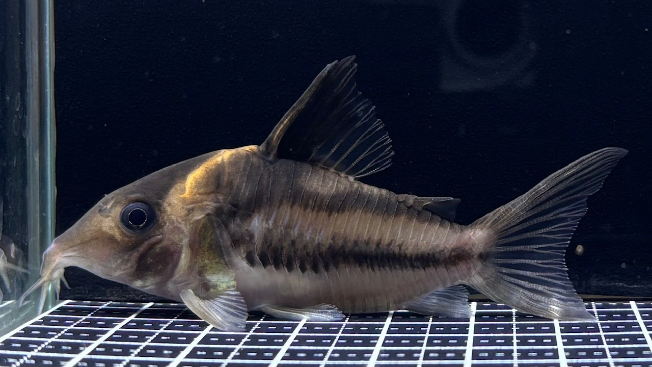 Co.ﾋﾞﾌｧｼｱｰﾀｽ(ﾀﾊﾟｼﾞｮｽ)ﾊﾟﾗﾀｲﾌﾟ①約6.7㎝