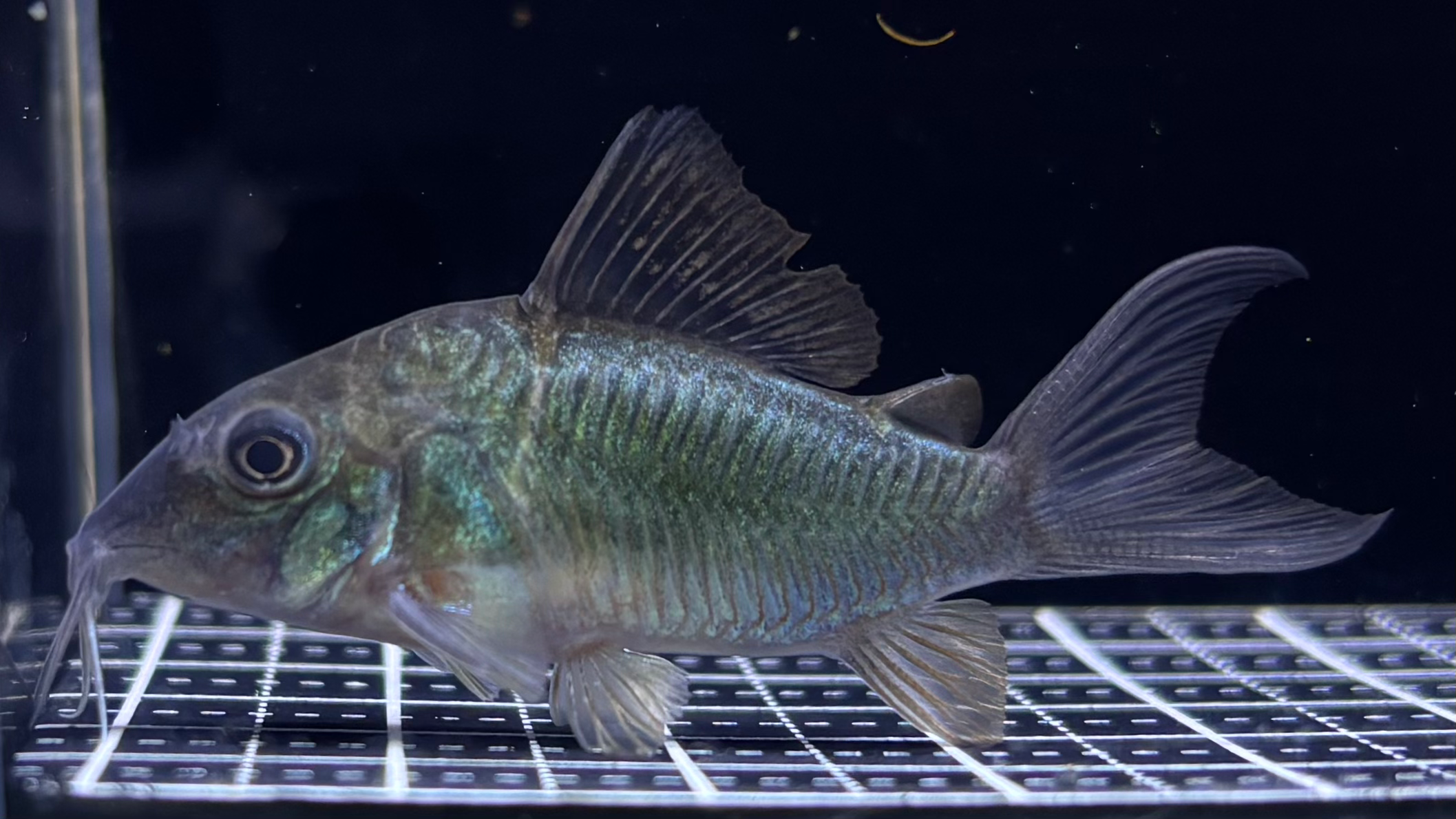 ﾌﾞﾛｷｽ(ﾌﾞﾘｰﾄﾞ)