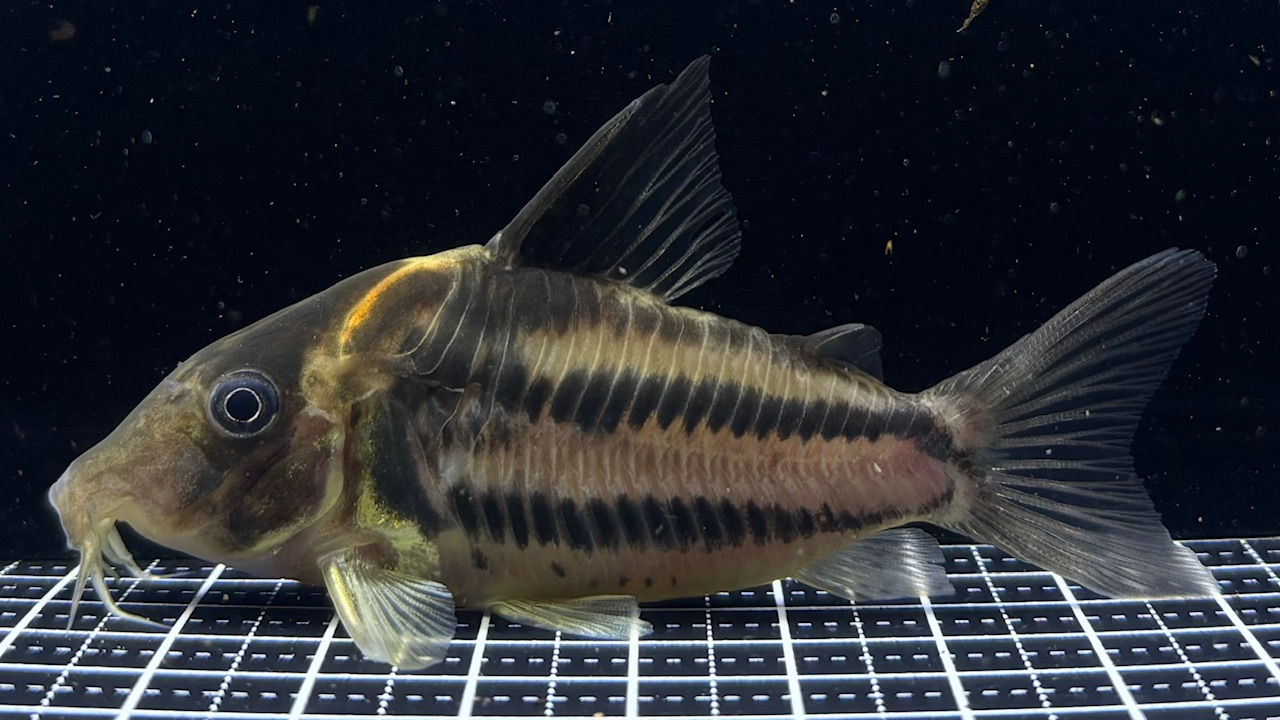 Co.ﾋﾞﾌｧｼｱｰﾀｽ(ｸﾙﾙ)※ﾎﾛﾀｲﾌﾟ④約8.0㎝