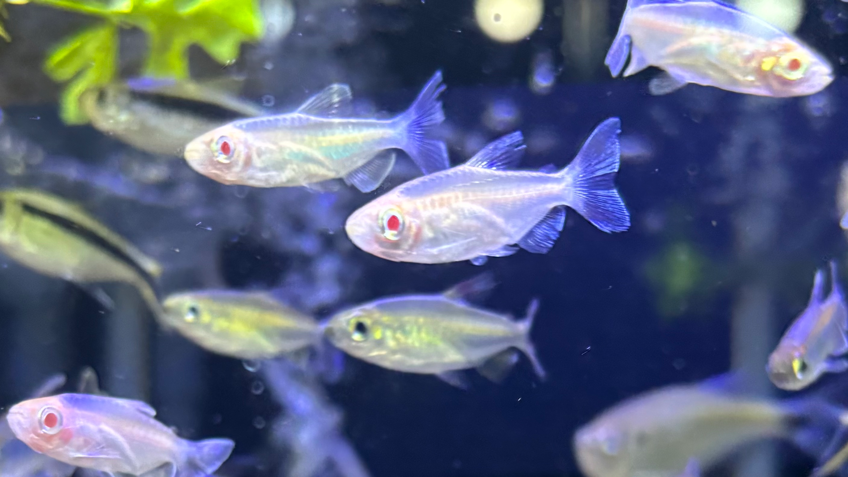 ｱﾙﾋﾞﾉｺﾝｺﾞｰﾃﾄﾗ