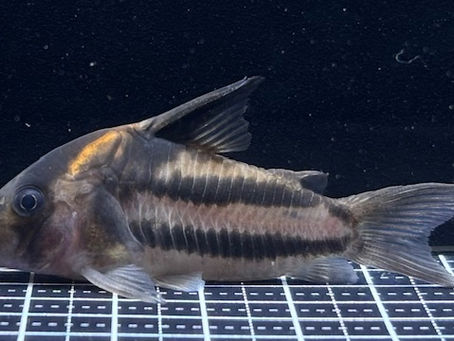 ｽｰﾊﾟﾗ個体別