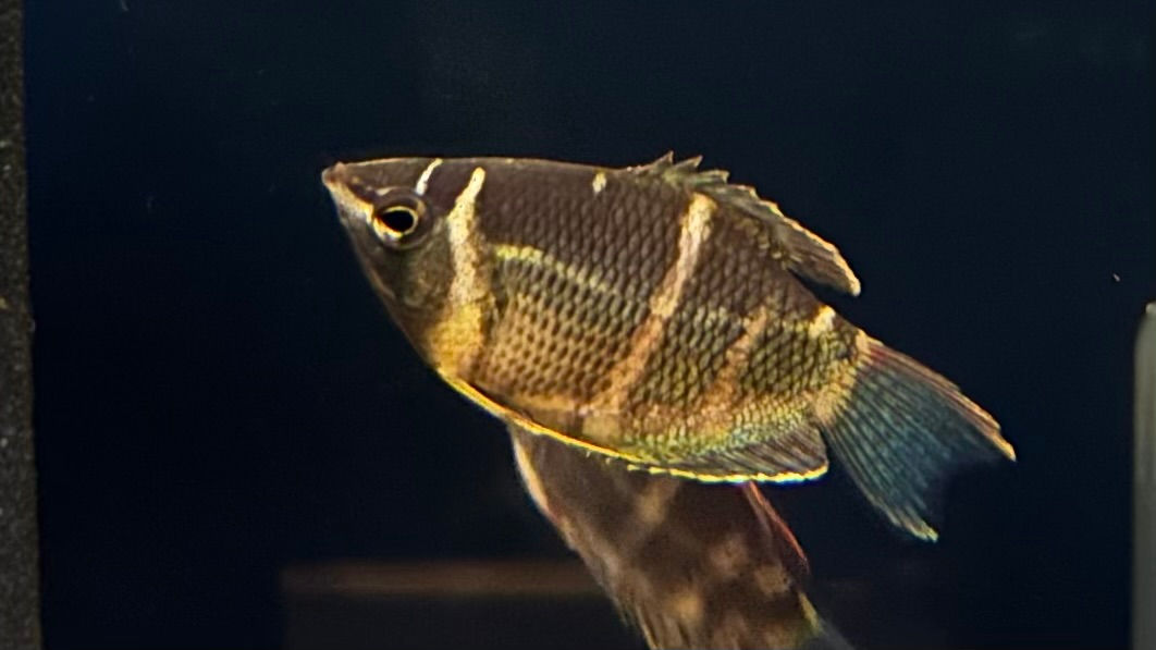 ﾁｮｺﾚｰﾄｸﾞﾗﾐｰ