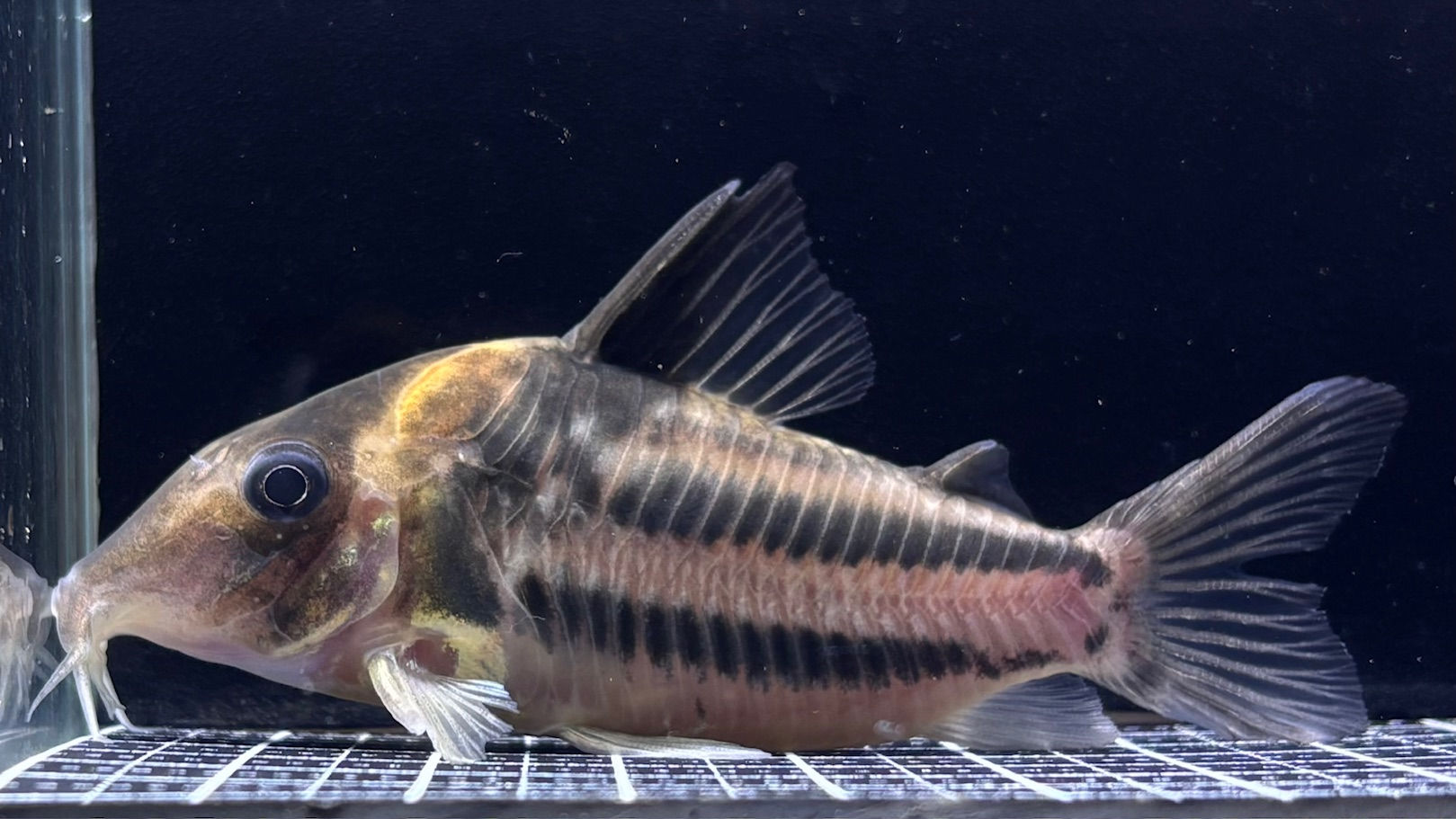 Co.ﾋﾞﾌｧｼｱｰﾀｽ(ﾀﾊﾟｼﾞｮｽ)※ﾎﾛﾀｲﾌﾟ③約7.6㎝