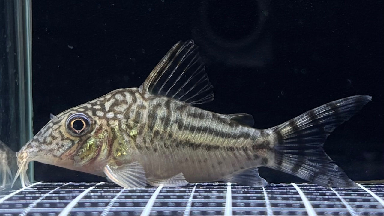 Co.ﾋﾟﾝﾍｲﾛｲ(ﾛﾝﾄﾞﾆｱ)