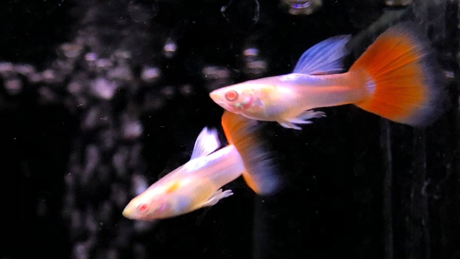 国産RREAｱｸｱﾏﾘﾝﾚｯﾄﾞﾃｰﾙｸﾞｯﾋﾟｰ(ﾊﾟﾝｼﾞｰ)ﾍﾟｱ