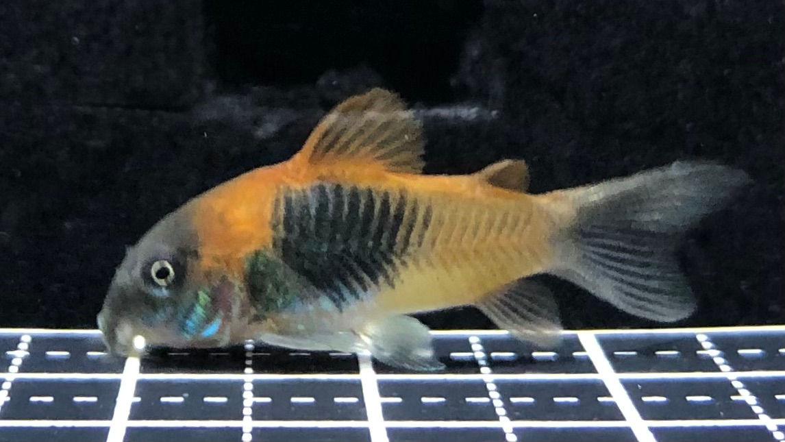 Co.ﾍﾞﾈｽﾞｴﾗｵﾚﾝｼﾞ(ﾌﾞﾘｰﾄﾞ)