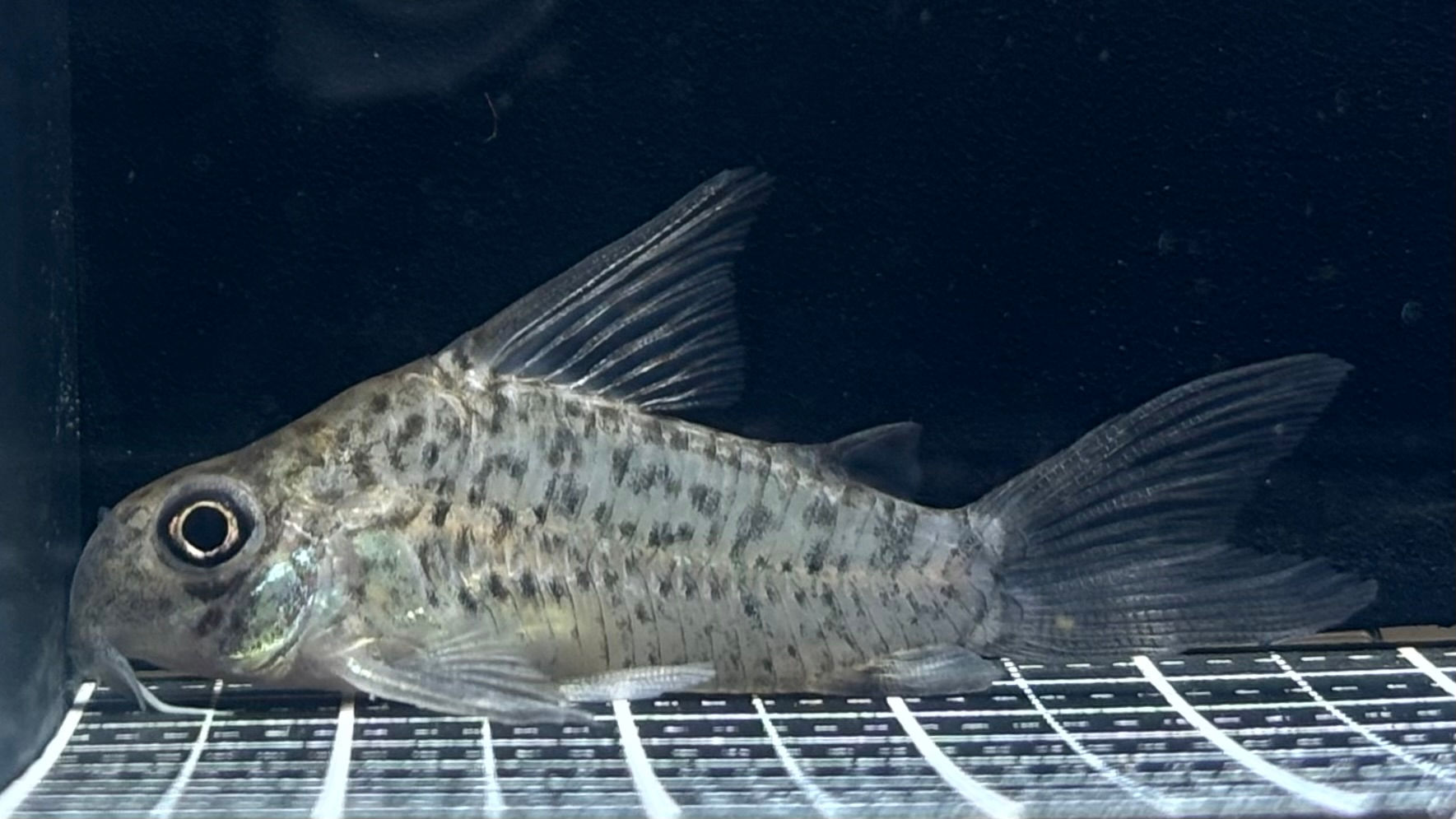 Co.ﾛﾚﾄｴﾝｼｽ(ﾍﾟﾙｰ)