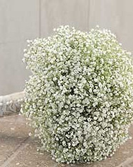 babys.breath.bridal.bouquet.jpg