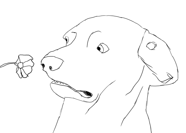 Dog_memes.gif