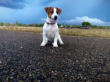 JRT on road.jpg