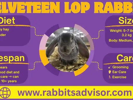 Velveteen Lop Rabbit Interesting Facts