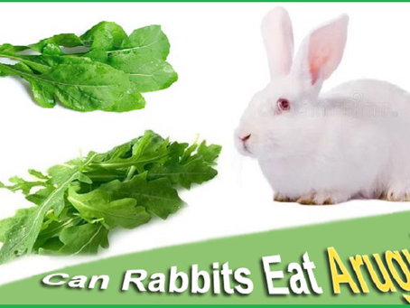 Can Rabbits Eat Rocket? Safe Feeding Guide for Pet Owners