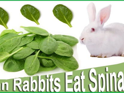 Can Rabbit Eat Spinach Leaves and Stems? Explained